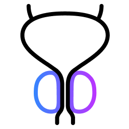 Benign Prostatic Enlargement.