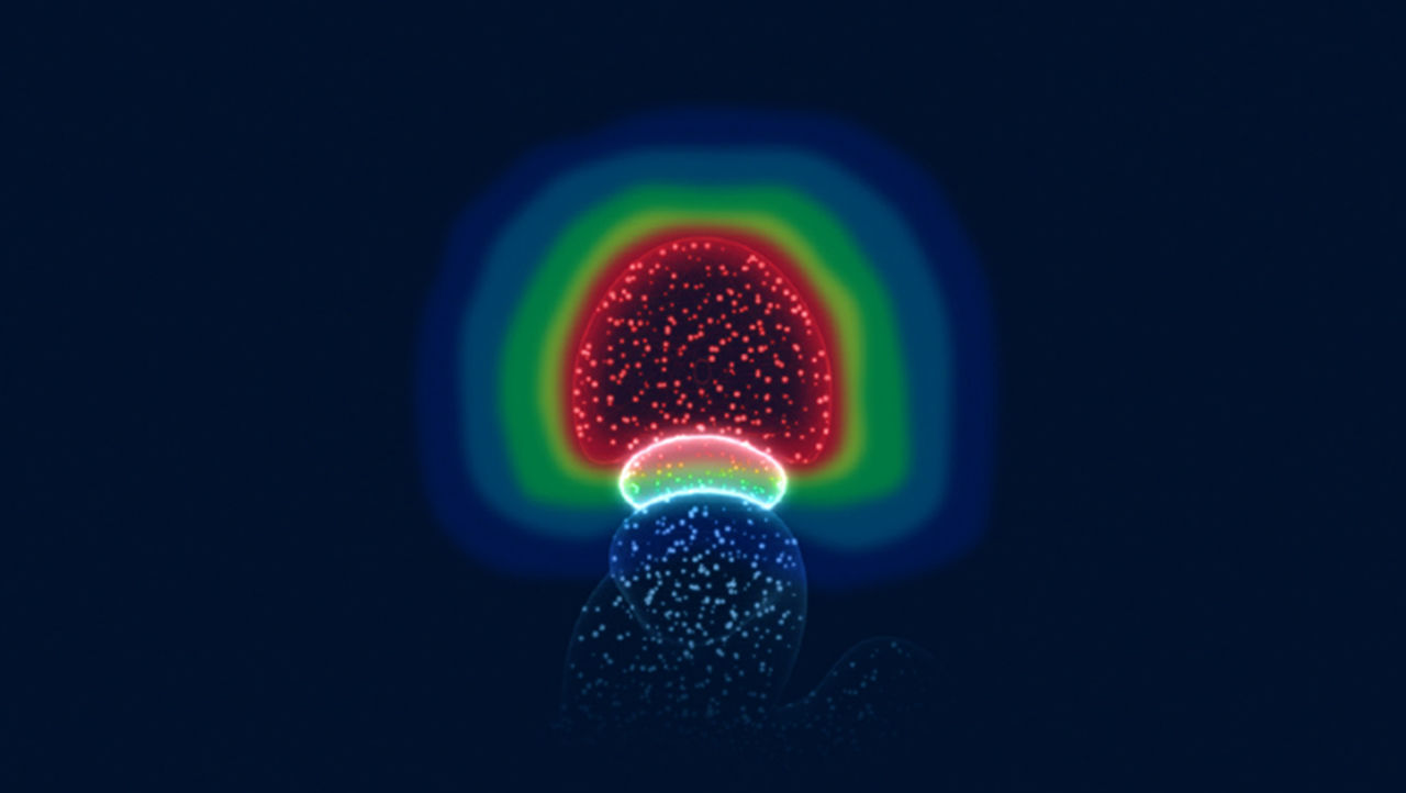 Illustration av prostata utan hydrogelspacer.